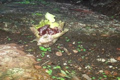 Amorphophallus paeoniifolius